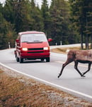 world animal road accident awareness day