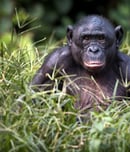 world bonobo day