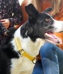 World Collie Day