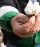 world cotton day