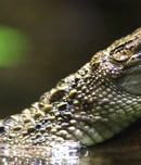 world croc day