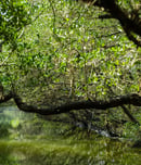 World Mangrove Day