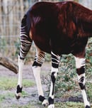 World Okapi Day