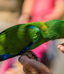 world parrot day