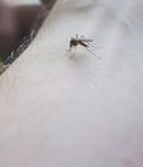 world pest day
