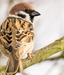 world sparrow day