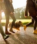 World’s Largest Pet Walk