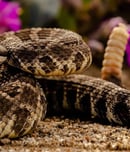 world's largest rattlesnake roundup
