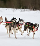 yukon quest