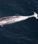 National Narwhal Day