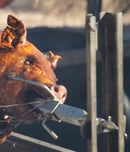 ​National Whole Hog Barbecue Day