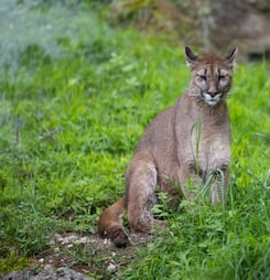 Save the Florida Panther Day