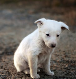 animal cruelty awareness week