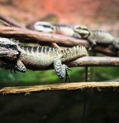 An Australian water dragon (Intellagama lesueurii) resting on a branch at the National Aquarium in Napier, New Zealand.