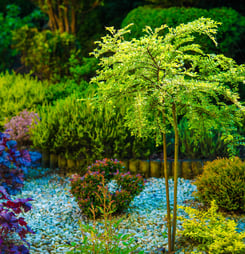 Backyard Garden Closeup. Garden Vegetation. Small Young Tree in Focus.
