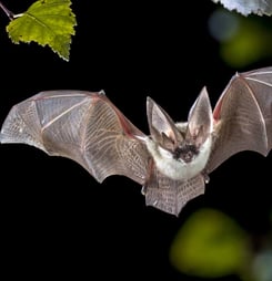 bat appreciation month