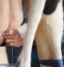 cow milked while flying in an airplane