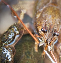 crayfish party