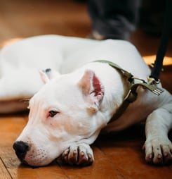 deaf dog awareness week