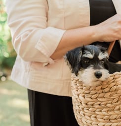 dog theft awareness day