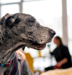 dog therapy appreciation day