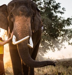 elephant day in thailand