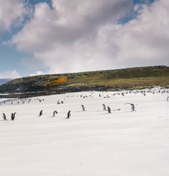 falkland islands liberation day