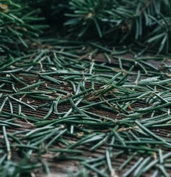 falling needles family feast day