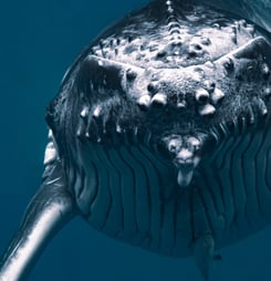 humpback whale month