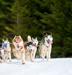iditarod trail sled dog race