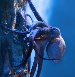 International Cephalopod Awareness Days