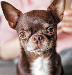 international chihuahua appreciation day