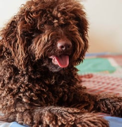 international doodle dog day