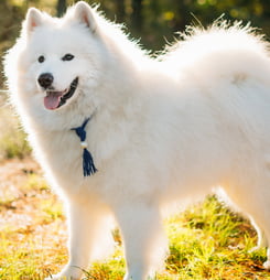 International Samoyed Day