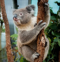 international wild koala day