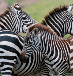 international zebra day
