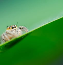 Be Kind to Spiders Week