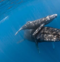 Festival for the Souls of Dead Whales