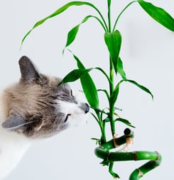 national animal poison prevention week