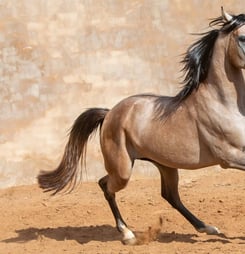 national arabian horse day