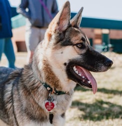 national chip your pet month