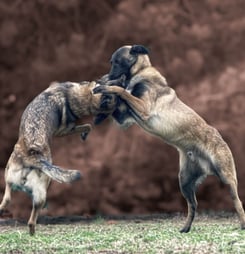 national dog fighting awareness day