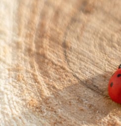 national gift of the ladybug day