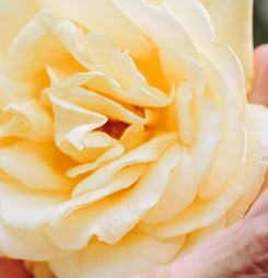 national peace rose day