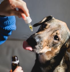 National Pet CBD Day