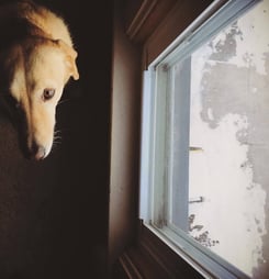 national pet memorial day