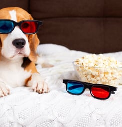 National Pets in Film Day