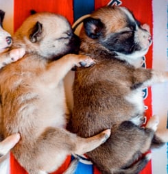 national prevent a litter month