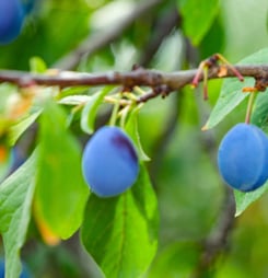 national prune day