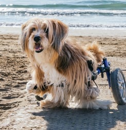 national specially-abled pets day